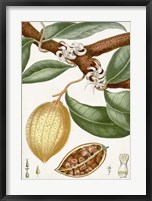 Turpin Tropical Fruit II Fine Art Print