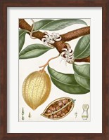 Turpin Tropical Fruit II Fine Art Print