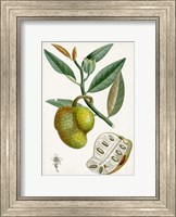 Turpin Tropical Fruit III Fine Art Print
