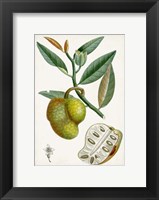 Turpin Tropical Fruit III Fine Art Print
