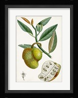 Turpin Tropical Fruit III Fine Art Print