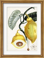 Turpin Tropical Fruit IV Fine Art Print