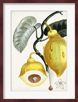 Turpin Tropical Fruit IV Fine Art Print