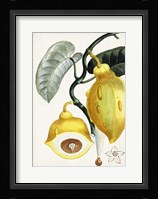 Turpin Tropical Fruit IV Fine Art Print