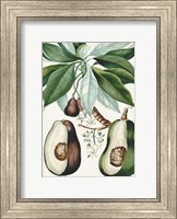 Turpin Tropical Fruit V Fine Art Print