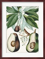 Turpin Tropical Fruit V Fine Art Print