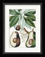 Turpin Tropical Fruit V Fine Art Print