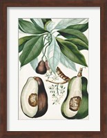 Turpin Tropical Fruit V Fine Art Print