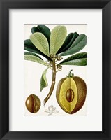 Turpin Tropical Fruit VI Fine Art Print