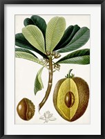 Turpin Tropical Fruit VI Fine Art Print