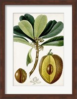 Turpin Tropical Fruit VI Fine Art Print