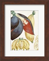 Turpin Tropical Fruit VII Fine Art Print
