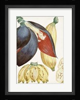 Turpin Tropical Fruit VII Fine Art Print