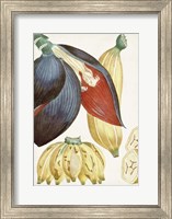 Turpin Tropical Fruit VII Fine Art Print
