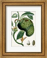 Turpin Tropical Fruit VIII Fine Art Print