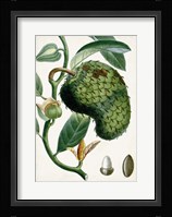 Turpin Tropical Fruit VIII Fine Art Print