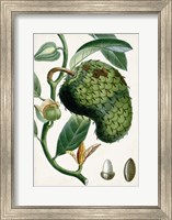 Turpin Tropical Fruit VIII Fine Art Print