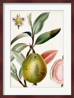 Turpin Tropical Fruit IX Fine Art Print