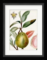 Turpin Tropical Fruit IX Fine Art Print