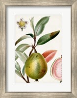 Turpin Tropical Fruit IX Fine Art Print