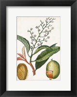 Turpin Tropical Fruit X Fine Art Print