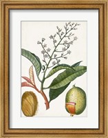 Turpin Tropical Fruit X Fine Art Print