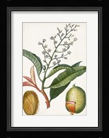Turpin Tropical Fruit X Fine Art Print