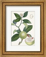Turpin Tropical Fruit XI Fine Art Print