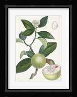 Turpin Tropical Fruit XI Fine Art Print