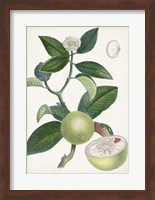 Turpin Tropical Fruit XI Fine Art Print