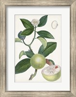 Turpin Tropical Fruit XI Fine Art Print