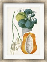 Turpin Tropical Fruit XII Fine Art Print
