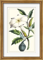 Turpin Exotic Botanical I Fine Art Print