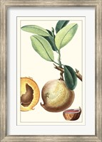 Turpin Exotic Botanical II Fine Art Print