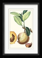 Turpin Exotic Botanical II Fine Art Print