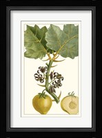 Turpin Exotic Botanical IV Fine Art Print