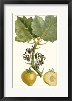 Turpin Exotic Botanical IV Fine Art Print