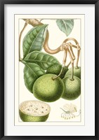 Turpin Exotic Botanical VI Fine Art Print