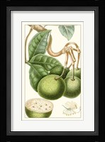 Turpin Exotic Botanical VI Fine Art Print