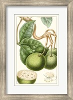 Turpin Exotic Botanical VI Fine Art Print