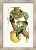Turpin Exotic Botanical VII Fine Art Print