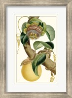 Turpin Exotic Botanical VII Fine Art Print