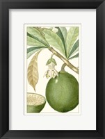 Turpin Exotic Botanical VIII Fine Art Print