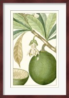 Turpin Exotic Botanical VIII Fine Art Print