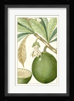 Turpin Exotic Botanical VIII Fine Art Print
