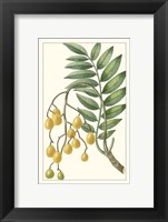 Turpin Exotic Botanical IX Fine Art Print