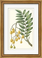 Turpin Exotic Botanical IX Fine Art Print