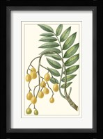 Turpin Exotic Botanical IX Fine Art Print