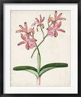 Orchid Pair I Fine Art Print