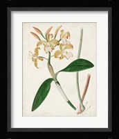 Orchid Pair II Framed Print